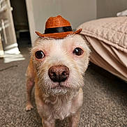 Felix joined the competition — help win amazing prizes! dog, hat, indoor, carpet, bed, pet, animal, portrait, closeup, furry, cute, brown, small_hat, looking, face, canine, domestic_animal, room, floor, cozy