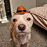 dog, hat, indoor, carpet, bed, pet, animal, portrait, closeup, furry, cute, brown, small_hat, looking, face, canine, domestic_animal, room, floor, cozy