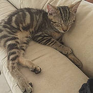 Elsa participe au concours pour gagner de l'argent avec cette photo : animal, cat, closeup, couch, cozy, cute, domestic_animal, fur, furniture, indoor, kitten, paws, pet, relaxing, resting, sleeping, soft, tabby, whiskers, young