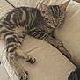 animal, cat, closeup, couch, cozy, cute, domestic_animal, fur, furniture, indoor, kitten, paws, pet, relaxing, resting, sleeping, soft, tabby, whiskers, young