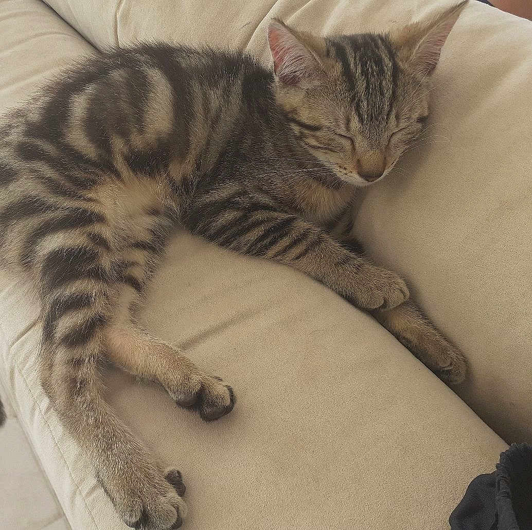 Elsa