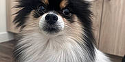 Marco joined the competition — help win amazing prizes! dog, pomeranian, pet, fluffy, fur, close_up, portrait, indoors, cabinet, hardwood_floor, nose, eyes, whiskers, black_fur, white_fur, small_dog, muzzle, ears, curious, sitting