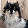 dog, pomeranian, pet, fluffy, fur, close_up, portrait, indoors, cabinet, hardwood_floor, nose, eyes, whiskers, black_fur, white_fur, small_dog, muzzle, ears, curious, sitting