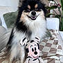Marco is registered to the contest to win money with this photo: dog, pomeranian, smiling_dog, pet, plush_toy, mickey_mouse, toy, couch, blanket, living_room, indoor, portrait, close_up, fluffy_fur, black_and_white_fur, plant, pillow, paw, cheerful, home_decor