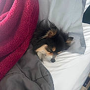 Marco joined the competition — help win amazing prizes! dog, sleeping_dog, bed, blanket, pillow, comforter, fur, snout, nose, ear, pet, indoor, cozy, nap, resting, black_and_tan, white_sheet, red_blanket, soft_texture, small_dog