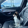 Marco joined the competition — help win amazing prizes! dog, pomeranian, small_dog, pet, car_interior, passenger_seat, leather_seat, seat, window, side_mirror, door_panel, dashboard, leash, happy, tongue_out, looking_out, sky, palm_trees, sunlight, road_trip