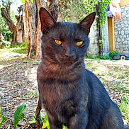 Junior participe au concours pour gagner de l'argent avec cette photo : cat, black_cat, animal, pet, outdoor, garden, tree, greenery, leaves, sunlight, nature, feline, whiskers, sitting, closeup, grass, plant, wood, daylight, mammal