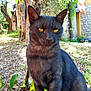 cat, black_cat, animal, pet, outdoor, garden, tree, greenery, leaves, sunlight, nature, feline, whiskers, sitting, closeup, grass, plant, wood, daylight, mammal