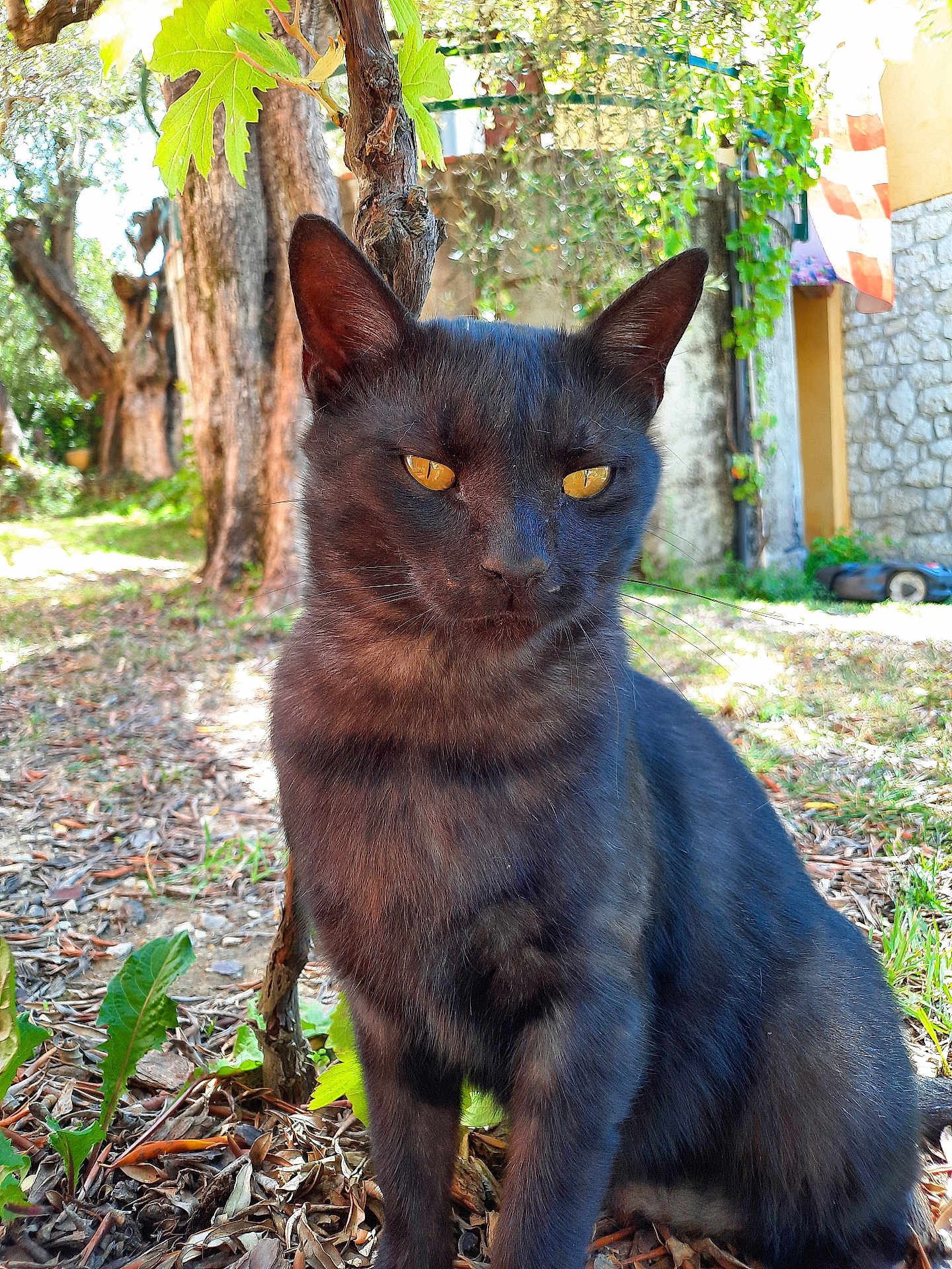 Junior participe au concours pour gagner de l'argent avec cette photo : cat, black_cat, animal, pet, outdoor, garden, tree, greenery, leaves, sunlight, nature, feline, whiskers, sitting, closeup, grass, plant, wood, daylight, mammal