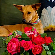 Shelby joined the competition — help win amazing prizes! dog, flower, bouquet, roses, green_couch, collar, pet, relaxed, indoor, decor, leaf, pink, red, tan, ear, animal, houseplant, pillow, background, resting