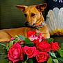 dog, flower, bouquet, roses, green_couch, collar, pet, relaxed, indoor, decor, leaf, pink, red, tan, ear, animal, houseplant, pillow, background, resting