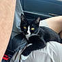 black_fur, car_interior, cat, close_up, dashboard, fabric, human_leg, kitten, lap, passenger, paw, pet, relaxed, seatbelt, shorts, tuxedo_cat, whiskers, white_paws, window, yellow_eyes