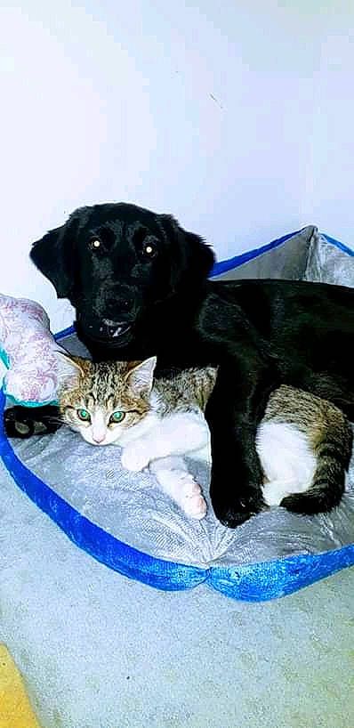 Kalie participe au concours pour gagner de l'argent avec cette photo : beagador, borador, canidae, carnivore, cat, companion_dog, dog, dog_breed, eurohound, felidae, labrador_retriever, puppy, sporting_group, stabyhoun, whiskers