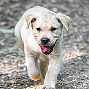 Baïko participe au concours pour gagner de l'argent avec cette photo : active, animal, canine, closeup, daylight, dog, ears, fur, gravel_path, happy, motion, nature, outdoor, pet, playful, puppy, running, tongue_out, yellow_labrador, young_dog