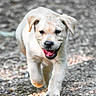 active, animal, canine, closeup, daylight, dog, ears, fur, gravel_path, happy, motion, nature, outdoor, pet, playful, puppy, running, tongue_out, yellow_labrador, young_dog