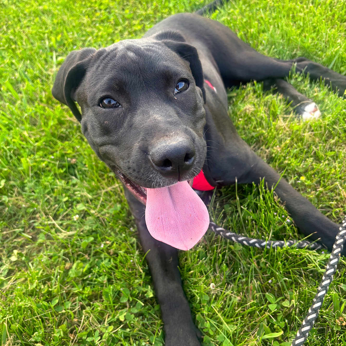 Nova joined the competition — help win amazing prizes! animal, black_dog, canine, closeup, dog, friendly, grass, greenery, happy, harness, laying_down, leash, nature, outdoor, panting, pet, playful, summer, sunlight, tongue_out