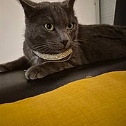 Ramses a rejoint le concours — aidez-le/la à gagner de superbes lots ! cat, grey_cat, pet, indoor, jewelry, collar, feline, animal, resting, closeup, yellow, fabric, couch, whiskers, ears, eyes, portrait, domestic_cat, mammal, household_pet
