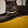 Ramses