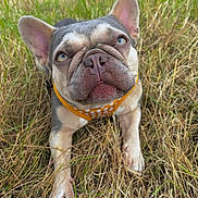 Daisy is registered to the contest to win money with this photo: dog, french_bulldog, blue_eyes, orange_harness, grass, outdoor, pet, animal, cute, wrinkled_face, paws, close_up, nature, summer, canine, muzzle, ears, portrait, lying_down, field