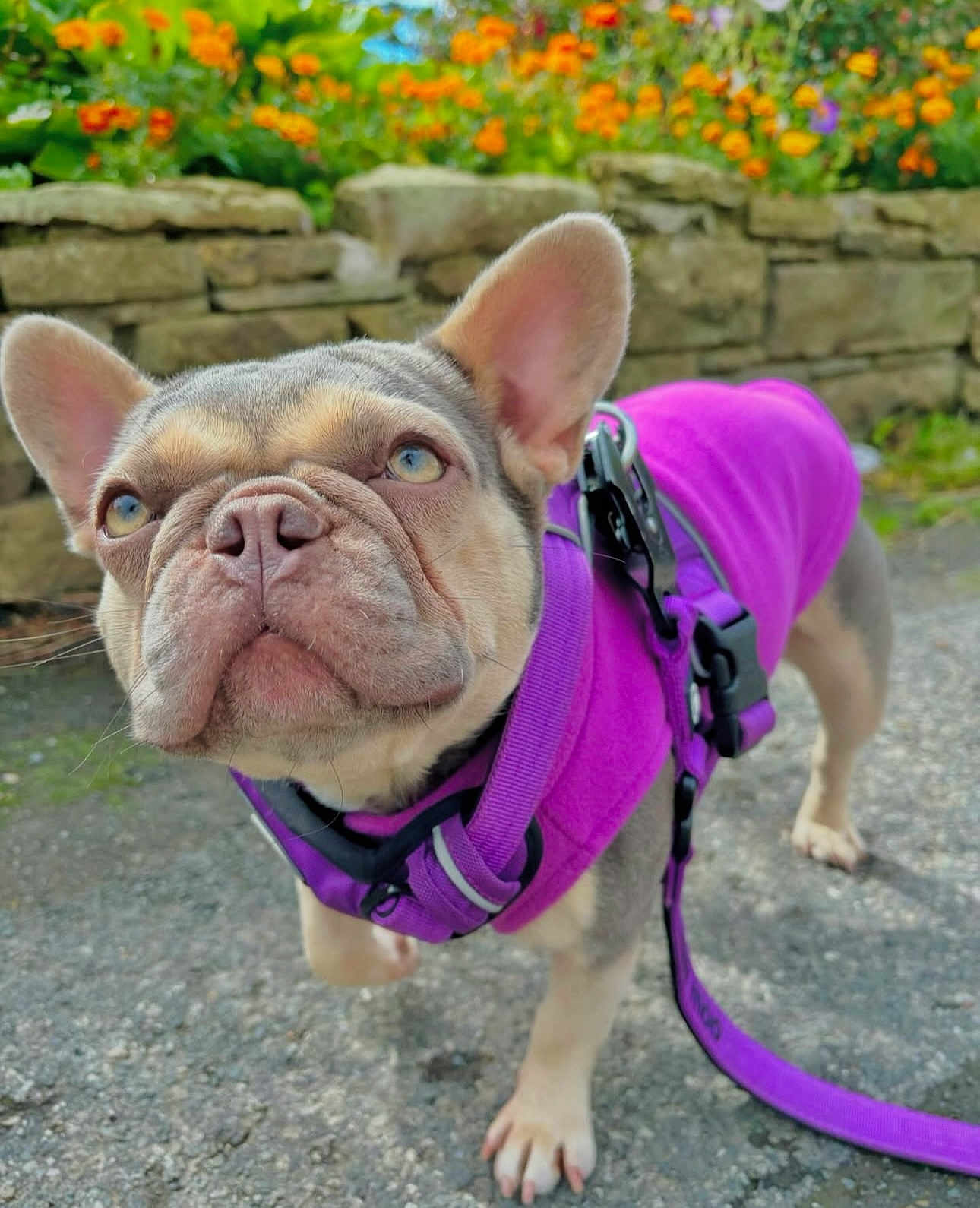 Daisy