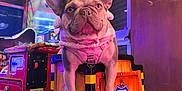 Daisy is registered to the contest to win money with this photo: dog, french_bulldog, arcade, kiddie_ride, train, pink_harness, indoor, neon_lighting, colorful, cute, pet, animal, playful, toy, fun, leisure, entertainment, closeup, portrait, wooden