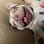 Daisy is registered to the contest to win money with this photo: dog, pet, canine, closeup, face, mouth, tongue, paw, fur, couch, texture, happy, playful, ears, nose, eyes, whiskers, human_hand, nail_polish, indoor