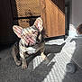 Daisy is registered to the contest to win money with this photo: dog, french_bulldog, carpet, sunlight, shadow, striped_shadow, wooden_cabinet, toy_ball, indoor, pet, curious, ears, snout, light_and_shadow, playful, floor, home, cute, small_dog, portrait