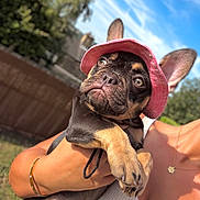 Lola joined the competition — help win amazing prizes! dog, puppy, french_bulldog, pink_hat, outdoor, sunny, person, holding, pet, cute, animal, ears, face, close_up, summer, nature, fence, grass, blue_sky, portrait