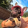 dog, puppy, french_bulldog, pink_hat, outdoor, sunny, person, holding, pet, cute, animal, ears, face, close_up, summer, nature, fence, grass, blue_sky, portrait