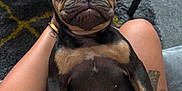 Lola joined the competition — help win amazing prizes! puppy, dog, lap, indoor, relaxing, sleeping, closeup, wrinkled_face, black_and_tan, legs, tattoo, carpet, glass_table, furniture, pet, cute, small_dog, resting, human_hand, cozy