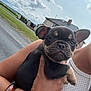 Lola joined the competition — help win amazing prizes! puppy, dog, french_bulldog, pet, cute, animal, ears, wrinkles, face, person, hand, arm, bracelet, outdoor, sky, clouds, house, road, grass, summer