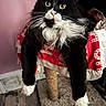 cat, black_and_white, tuxedo_cat, fluffy, longhaired, green_eyes, whiskers, pink_nose, sitting, cat_tree, pet, indoors, bedroom, blanket, red, white, carpet, wood_floor, portrait, cute