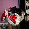 cat, black_and_white, longhaired, yellow_eyes, whiskers, pet, costume, red_fabric, white_trim, frills, scratching_post, cat_tree, indoors, portrait, sitting, relaxed, staring, pink_wall, clothing_rack, home_decor