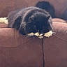 cat, black_and_white, fluffy, pet, animal, tuxedo_cat, couch, sofa, indoors, home, resting, sleeping, relaxed, paws, whiskers, fur, portrait, cozy, furniture, lounging