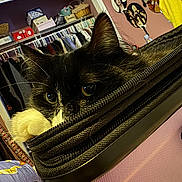 Storm is registered to the contest to win money with this photo: cat, black_cat, pet, animal, feline, eyes, ears, whiskers, fur, hiding, bag, handbag, zipper, indoors, bedroom, closet, clothing, wall_decor, portrait, funny
