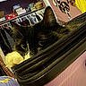 cat, black_cat, pet, animal, feline, eyes, ears, whiskers, fur, hiding, bag, handbag, zipper, indoors, bedroom, closet, clothing, wall_decor, portrait, funny