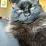 animal, black_cat, cat, close_up, cozy, cute, domestic_animal, feline, fluffy, fur, home, indoor, looking_at_camera, mammal, pet, portrait, relaxed, soft_light, whiskers, yellow_eyes