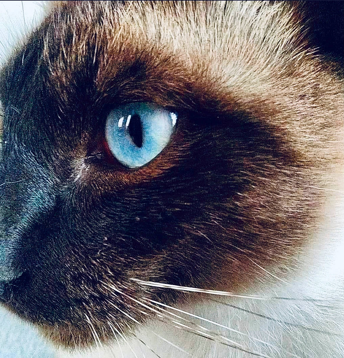 Raven participe au concours pour gagner de l'argent avec cette photo : black_cat, carnivore, cat, domestic_short_haired_cat, electric_blue, felidae, fur, mammal, siamese, small_to_medium_sized_cats, snout, square, vertebrate, whiskers