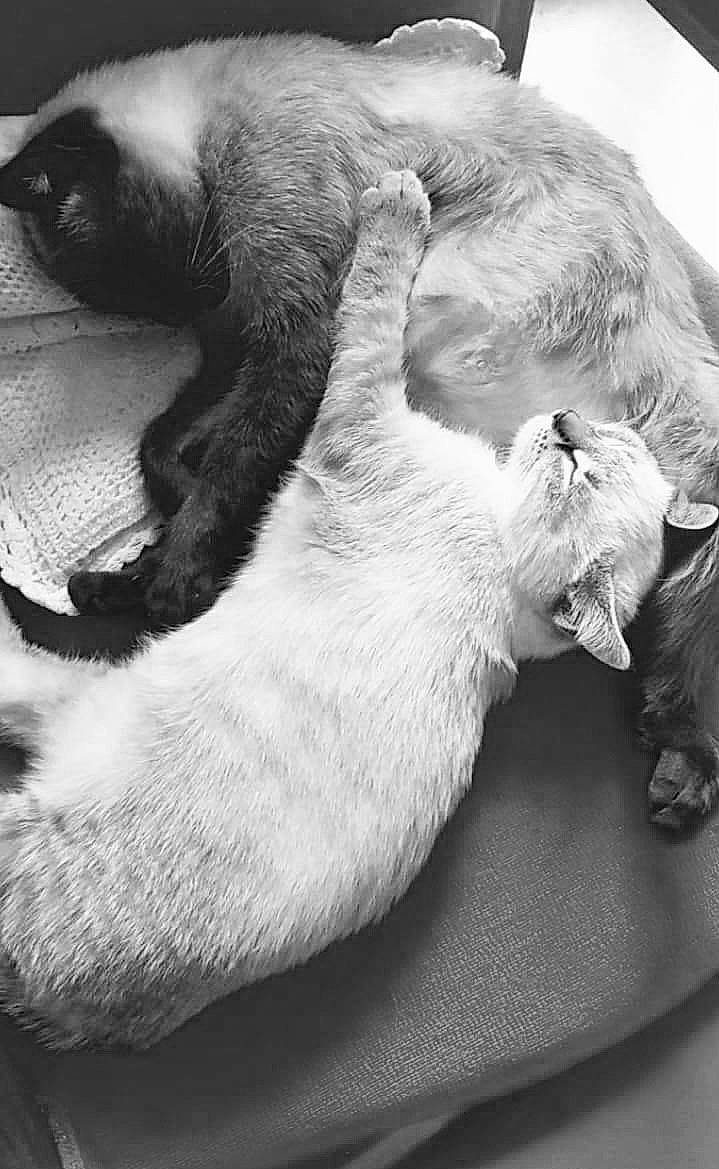 Raven participe au concours pour gagner de l'argent avec cette photo : black_and_white, carnivore, cat, claw, comfort, dog_breed, domestic_short_haired_cat, felidae, fur, grey, monochrome, monochrome_photography, nap, paw, sleep, small_to_medium_sized_cats, snout, style, tail, whiskers