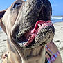 Ulki participe au concours pour gagner de l'argent avec cette photo : animal, beach, bodypart, boxer, bulldog, canine, coast, dog, frenchbulldog, hound, mouth, nature, outdoors, person, pet, pitbull, puppy, sea, shoreline, water