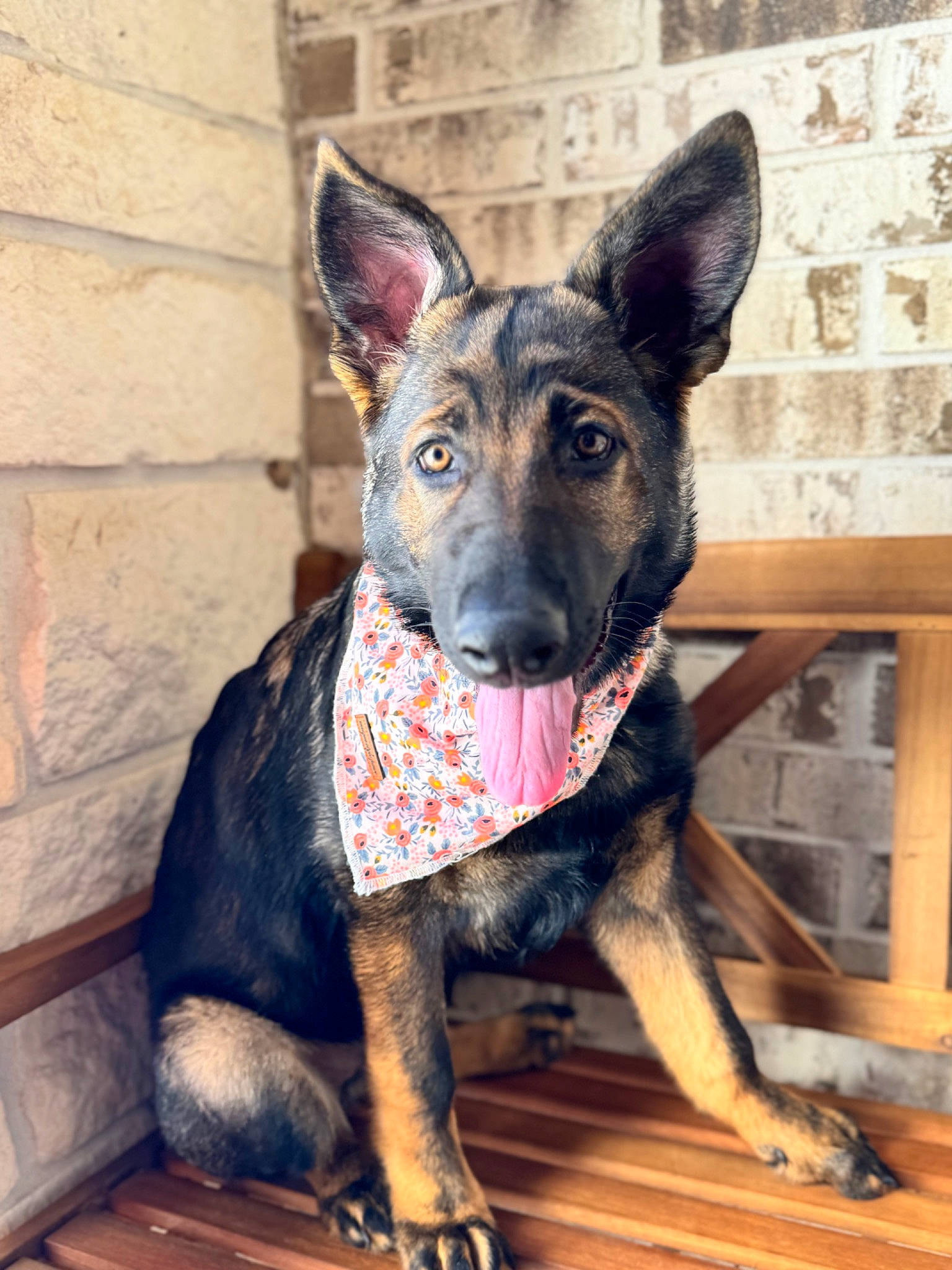 Oakley joined the competition — help win amazing prizes! ancient_dog_breeds, art, canidae, carnivore, collar, companion_dog, dog, dog_breed, dog_collar, fawn, guard_dog, herding_dog, pattern, pet_supply, snout, sporting_group, terrestrial_animal, wood, working_animal, working_dog