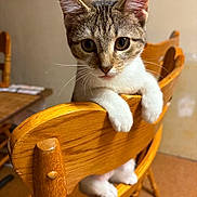 Diamond joined the competition — help win amazing prizes! kitten, cat, tabby, wooden_chair, indoor, pet, animal, cute, curious, feline, whiskers, paws, fur, eyes, looking, home, furniture, brown, close_up, adorable