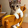 kitten, cat, tabby, wooden_chair, indoor, pet, animal, cute, curious, feline, whiskers, paws, fur, eyes, looking, home, furniture, brown, close_up, adorable