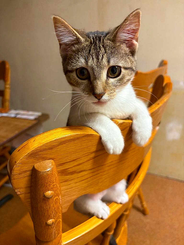 Diamond joined the competition — help win amazing prizes! kitten, cat, tabby, wooden_chair, indoor, pet, animal, cute, curious, feline, whiskers, paws, fur, eyes, looking, home, furniture, brown, close_up, adorable
