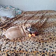 Dotty joined the competition — help win amazing prizes! dog, bed, blanket, leopard_print, plush_toy, pet, indoor, animal, resting, brown, cute, looking_back, furniture, cozy, pillows, wall, texture, sleepy, companion, domestic