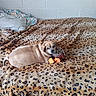 dog, bed, blanket, leopard_print, plush_toy, pet, indoor, animal, resting, brown, cute, looking_back, furniture, cozy, pillows, wall, texture, sleepy, companion, domestic