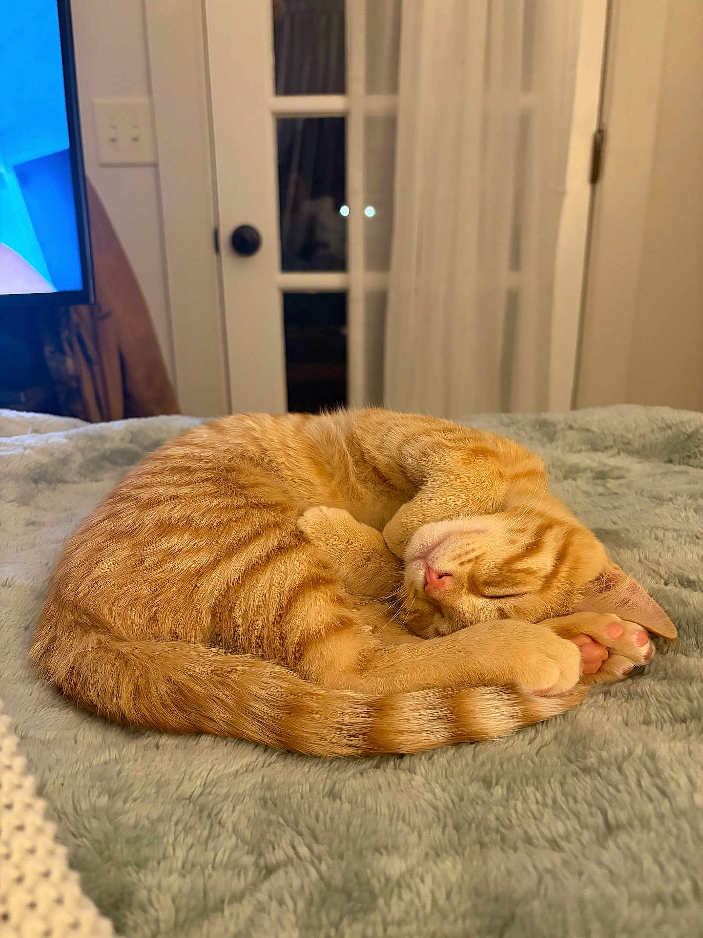 Macaroni is registered to the contest to win money with this photo: cat, orange_tabby, sleeping, curled_up, indoor, blanket, feline, pet, cozy, bedroom, door, curtains, fur, paw, relaxed, resting, domestic_animal, cute, whiskers, tail