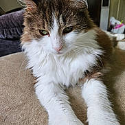 Nadia is registered to the contest to win money with this photo: cat, fluffy, indoor, pet, animal, feline, relaxed, paws, fur, white, brown, green_eyes, close_up, cozy, resting, cute, portrait, whiskers, long_hair, home