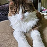 cat, fluffy, indoor, pet, animal, feline, relaxed, paws, fur, white, brown, green_eyes, close_up, cozy, resting, cute, portrait, whiskers, long_hair, home