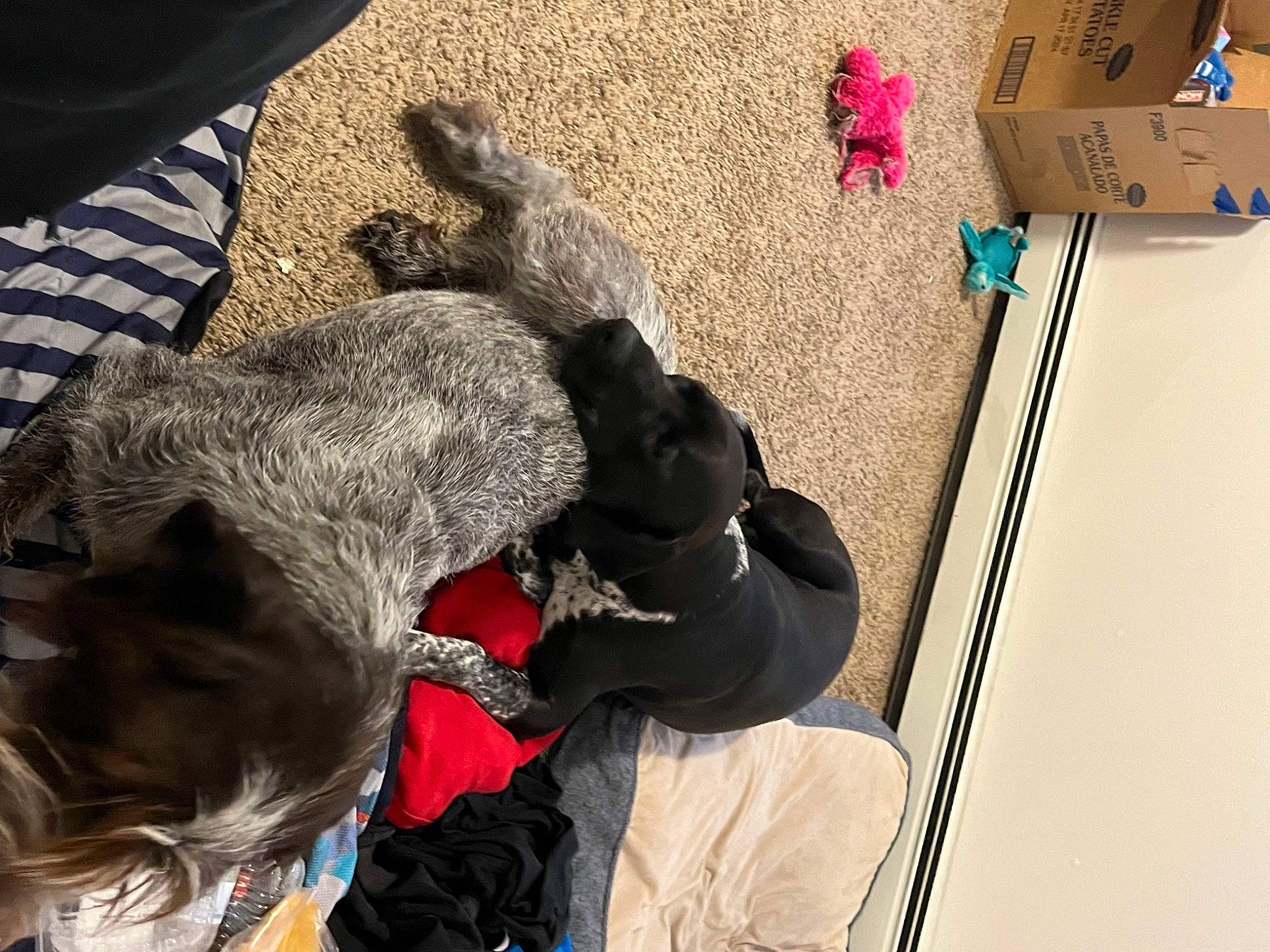 Remi is registered to the contest to win money with this photo: canidae, carmine, carnivore, comfort, companion_dog, dog, dog_breed, felidae, flooring, fur, small_to_medium_sized_cats, sporting_group, tail, visual_arts